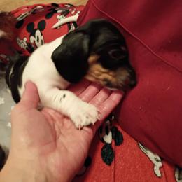 Boy 2 - Black and tan male Dachshund puppy in Gracemont, Oklahoma from Frank's Mini Doxies