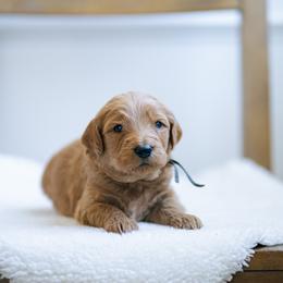 Black collar boy - Aladdin - Red  male Goldendoodle puppy in Duncan, South Carolina from Abner Creek Poodles & Doodles
