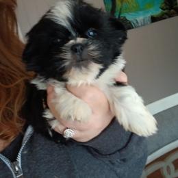 Tristen - Black and white male Shih Tzu puppy in Brodnax, Virginia from KBs Shih Tzu Babies