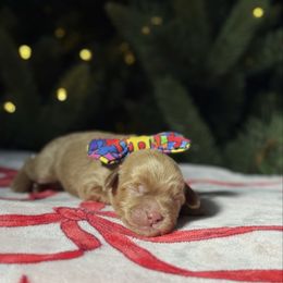 Orange - Caramel male Australian Labradoodle puppy in Calhoun, Louisiana from Arrowhead Australian Labradoodles