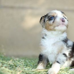 Saturnino male 1 - Blue merle male Australian Shepherd puppy in Yucaipa, California from Oro’z Farm Aussies