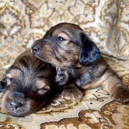 Dachshund Puppies from Hidden Haven Dachshunds