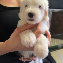 Spindrift - Gray and white female Old English Sheepdog puppy in Bristol, Indiana from Ridgeruns OES