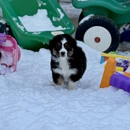 Nike - Black tri-color female Australian Shepherd puppy in Ashland, Ohio from SS Australian Shepherds