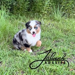 Topaz - Blue merle male Toy Australian Shepherd puppy in Lumberton, Mississippi from Talowah Aussies