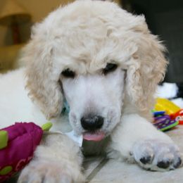 Poodle Puppies from 5-Star Poodles