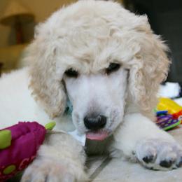Poodle Puppies from 5-Star Poodles