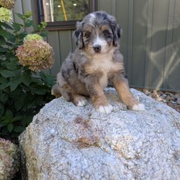 Frank - Blue merle male Bernedoodle puppy in Beach City, Ohio from Blue Cloud Doodles