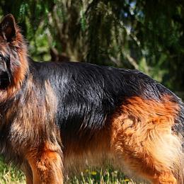 German Shepherds from Purebred Elite Shepherds
