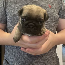 Girl 2 - Fawn female Pug puppy in Hemet, California from Greek God Pugs