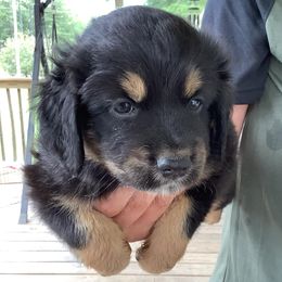 Miniature American Shepherds from Rebecca's Miniature American Shepherds
