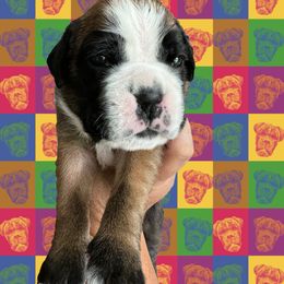 Boxer Puppies from MAKBOX Euro Boxers
