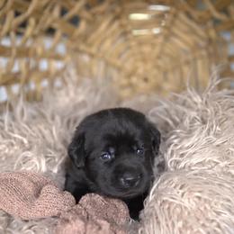 Mr. Red - Black male Labrador Retriever puppy in Morrill, Kansas from Grimm Girls Farm