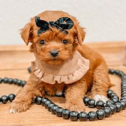 Dolly - Red  female Goldendoodle puppy in Iola, Texas from Supreme Doodles of Texas