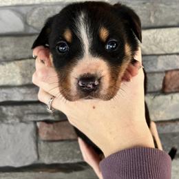 Cora - Black, white and red female Greater Swiss Mountain Dog puppy in Gassaway, West Virginia from Rolling Hills Ranch and Kennels LLC
