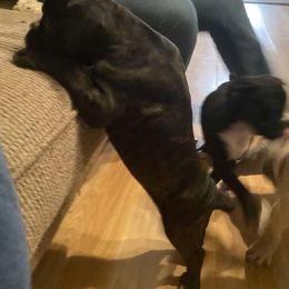 Boxer Puppies from Vandalo Boxers