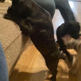 Boxer Puppies from Vandalo Boxers