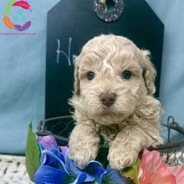 Homebrew - Parti male Labradoodle puppy in Bowman, Georgia from Companion Creek Farm