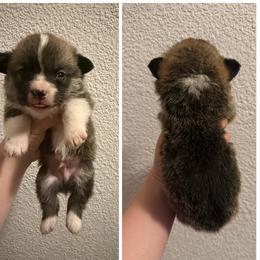 Lex - Red male Pembroke Welsh Corgi puppy in Helmville, Montana from Calie’s Corgis