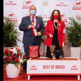 "Ella" Yorkshire Terrier Puppies from Sassyville Yorkies