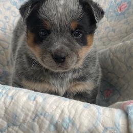 LM1 - Blue speckled male Australian Cattle Dog puppy in Libby, Montana from RnB Cattle Dogs LLC