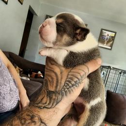 Olde English Bulldogges from Casey's Tri County Bullies