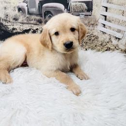 Lime green - Golden male Golden Retriever puppy in Harrisburg, North Carolina from Bunn Ranch Goldens & Bernese