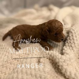 Ranger - Red male Maltipoo puppy in Weatherford, Texas from Aprishew Maltipoo