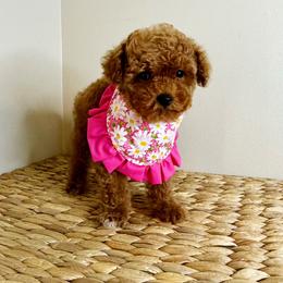 Posey - Red  female Poodle puppy in Morehead, Kentucky from Paw Perfect Pets