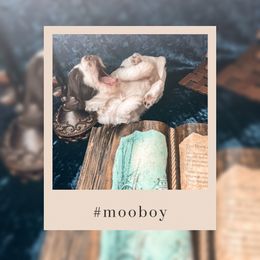 Goldendoodle Puppies from The Dood Effect