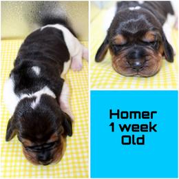 Homer - Black brown and white male Basset Hound puppy in Jacksboro, Texas from Basset Hounds of Jacksboro, Tx