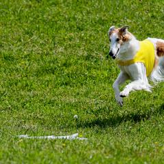Borzois from Elysium Borzoi