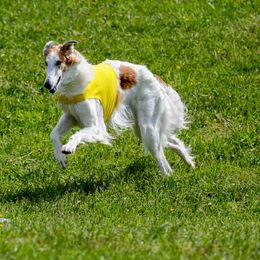 Borzois from Elysium Borzoi