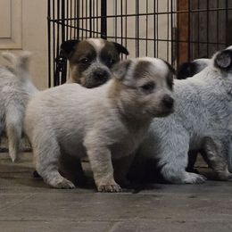 Blossom - Red speckled female Australian Cattle Dog puppy in Canton, Pennsylvania from DNB Heelers