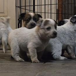 Blossom - Red speckled female Australian Cattle Dog puppy in Canton, Pennsylvania from DNB Heelers