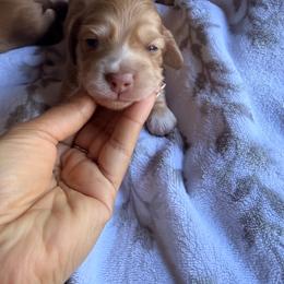 Leiha - Cream female Dachshund puppy in Magnolia, Texas from Carrie’s Countryside Dachshunds