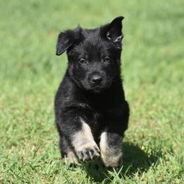 Bi Color Male - Bi-color male German Shepherd puppy in Marianna, Florida from Haus M Godwin