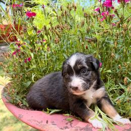Puppy 2 - male Miniature Australian Shepherd puppy in Colorado Springs, Colorado from Fuzy Butts Mini & Toy Aussies