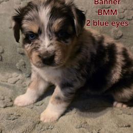 Banner - Blue merle male Miniature Australian Shepherd puppy in East Berlin, Pennsylvania from Stoney Point Frenchies & Mountain Top Shepherds