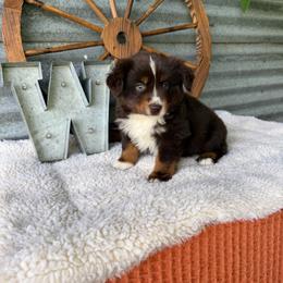 Mocha - Red tri female Miniature Australian Shepherd puppy in Checotah, Oklahoma from Wild Outlaw Aussies