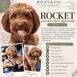 Rocket - Red  male Goldendoodle puppy in Escalon, California from Miley&Co.