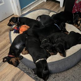 Doberman Pinscher Puppies from Bhon Mhuir Dobermanns
