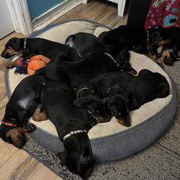 Doberman Pinscher Puppies from Bhon Mhuir Dobermanns