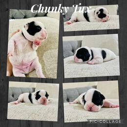 French Bulldog Puppies from Country Lace French Bulldogs