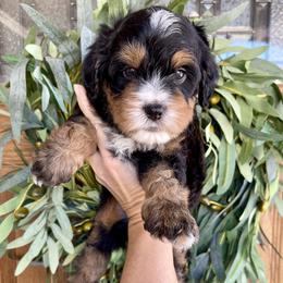 Rocket - Tri-color male Bernedoodle puppy in Superior, Arizona from Mountain Bridge Doodles