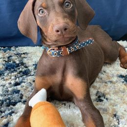 Doberman Pinscher Puppies from Knights Squire Dobermans