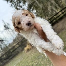 Goldie - Apricot male Goldendoodle puppy in Ocala, Florida from The Treasured Puppies Department