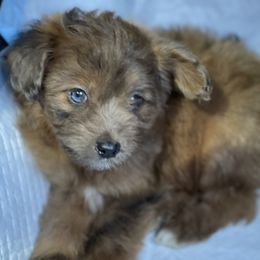 Aussiedoodles, Miniature Australian Shepherds, and Poodles from JJ West Coast Pups
