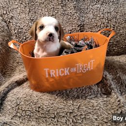Boy A - Lemon and white male Beagle puppy in Laton, California from McMillan Family Kennels