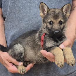 Girl 2 Red - Sable female German Shepherd puppy in Lake George, Colorado from High Country German Shepherds